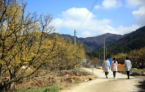 남원시 주천면, 제14회 '용궁 산수유 꽃 축제'와 효 잔치 초대