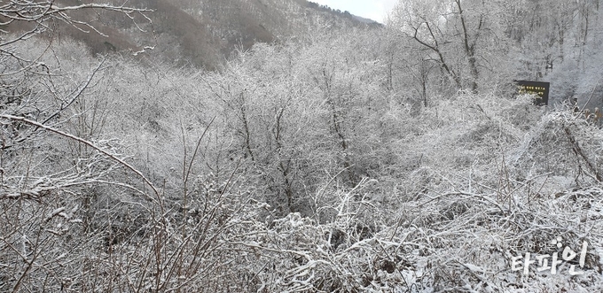 2019년 3월 23일 오후 4시 52분께 지리산 자락인 전북 남원시 산내면 달궁삼거리에 내린 눈이 쌓여 봄을 시샘하는 설경을 연출하고 있다./사진=이상선 기자