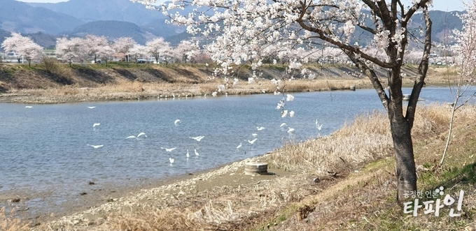 2019년 4월 2일 오후 전남 구례군 광의면 서시천에 백로 무리들이 물위에서 한가로이 거닐며 먹이를 찾다가 낮선 이를 발견하고 놀라 날개짓을 하고 있다./사진=최봉오 기자