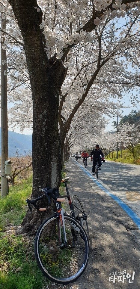 2019년 4월 4일 오후 전남 구례군 구례읍 섬진강로에 솜사탕 같은 벚꽃이 하늘을 덮어 '꽃 터널'을 이루고 있다./사진=최봉오 기자