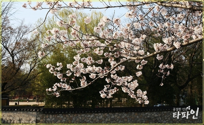2019년 4월 4일 전북 남원 사랑의 도시 랜드마크인 광한루원 요천변에 벚꽃이 만개했다./사진=전북 남원적십자사 이광남 홍보부장 