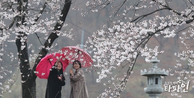 2019년 4월 10일 오전 경남 함양군 백전면 백운산 50리 벚꽃길에서 만개한 벚꽃을 감상하는 모습이 카메라에 담기면서 '꽃비에 취한 여심'이란 제목이 붙었다./사진=경남 함양군