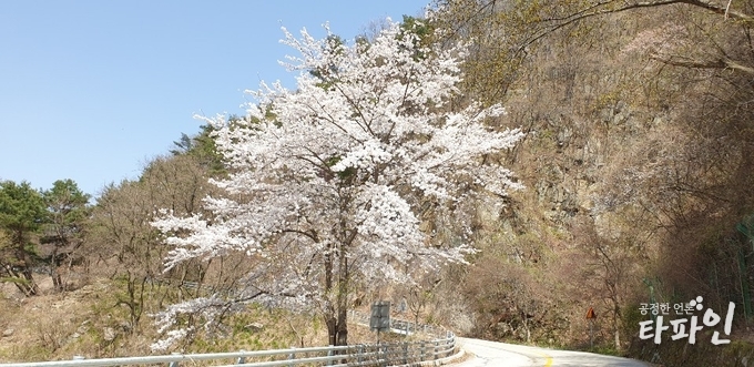 2019년 4월 15일 오후 전북 남원시 주천면 지리산국립공원 육모정 계곡을 지나 정령치로 가는 지방도 737번 도로에 만개한 벚꽃이 지나는 이들의 시선을 모으고 있다./사진=최봉오 기자