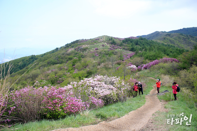 전북 남원시 운봉읍 지리산 바래봉 기슭을 오르던 등산객들이 활짝 핀 철쭉을 배경으로 기념사진을 찍고 있다./사진=남원시