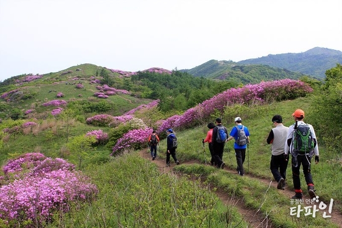 전북 남원시 운봉읍 지리산 바래봉 기슭에 활짝 핀 철쭉 사이로 등산객들이 지나가고 있다./사진=남원시