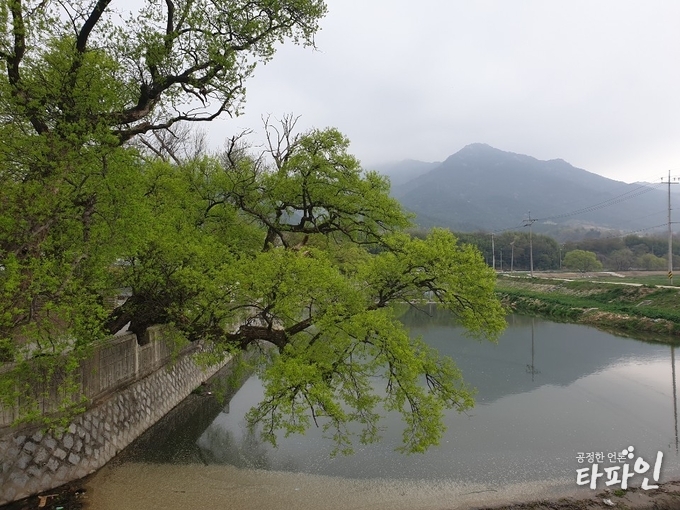 2019년 4월 19일 전남 화순군 오산 부들마을 천변에 드리워진 나무 뒤로 보이는 산이 연무와 어우려져 차분한 분위기를 연출하고 있다./사진=박석규(동신스캇) 독자 제공