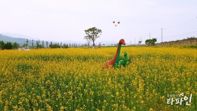2019년 5월 15일 오후 오는 18일부터 26일까지 9일간 ‘섬진강 대강 유채꽃 농업 경관 축제’가 열리는 전북 남원시 대강면 사석리 특별행사장에 유채꽃이 활짝 펴 장관을 이루고 있다./사진=최봉오 기자