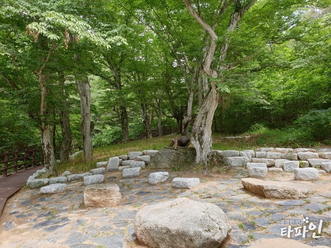 새롭게 단장한 지리산 둘레길의 단골 휴식처인 전북 남원시 주천면 은송리 내송마을의 ‘서어나무 숲’./사진=남원시