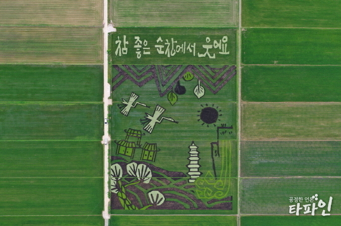 전북 순찬군 적성면 괴정리에 조성된 유색벼 논그림이 제모습을 드러내며 장관을 이루고 있다./사진=전북 순창군