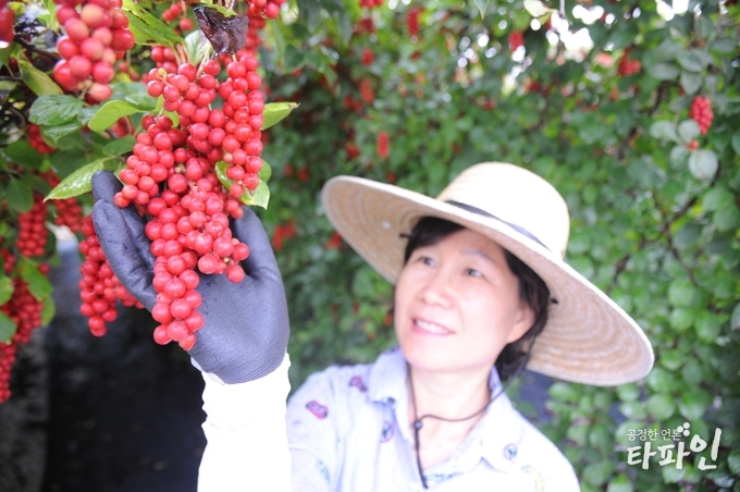 지리산 고랭지 청정지역에서 재배된 전북 남원 지리산 오미자가 홍조띤 자태를 뽐내고 있다./사진=남원시