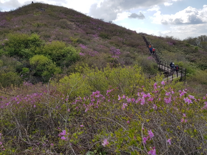 지난 3일 국립공원공단 지리산국립공원전북사무소는 전북 남원시 바래봉 산철쭉 개화 현황에 대해 “5월 3일 현재 팔랑치 군락지에 개화가 시작했으며, 이번 주말 경 절정에 이를 것으로 예상된다”고 밝혔다. 사진은 지난 2일 오후 김미정 국립공원공단 지리산국립공원전북사무소 주임이 바래봉 정상 부근에서 촬영해 제공했다.)2021.5.4/타파인
