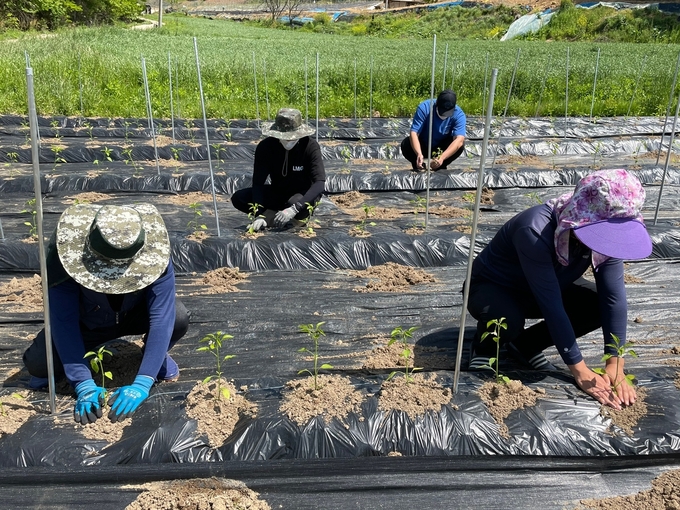 7일 전북 임실군에 따르면 지난 3일 암실 청웅면 구고리에 위치한 청년4-H회 공동 과제실습포장에서 고추 정식 작업을 진행했다고 밝혔다.(임실군 제공)2021.5.7/타파인