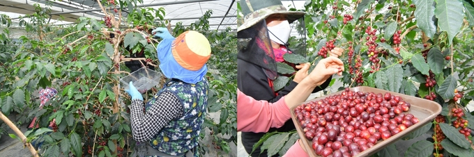 22일 전북 순창군에 따르면 지난 21일 순창읍 복실리 과학영농실증포에서 '순창산 커피'를 올해 첫 수확했다고 밝혔다.(순창군 제공)2021.5.22/타파인