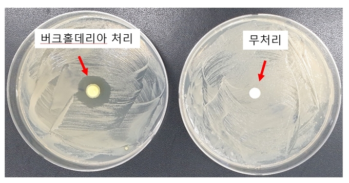 7일 전북 순창군에 따르면 이번 실증 시험에 활용되는 미생물인 버크홀데리아(Burkholderia territorii SCAT001) 균주는 순창군농업기술센터에서 지난 2019년부터 개발에 성공해 올해 특허로 등록된 순창군 자체 개발 미생물이다고 밝혔다.(순창군 제공)2021.7.7/타파인