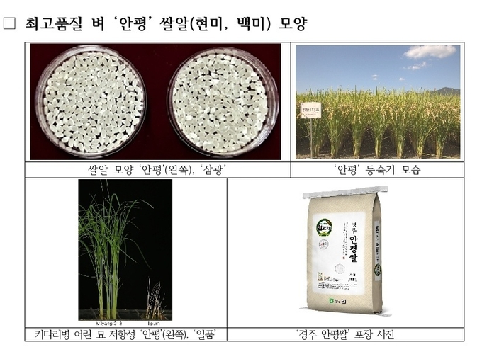 농진청과 경북 경주시는 최고품질 벼 ‘안평’을 육성해 경주 특화 쌀 상표(‘경주 안평쌀’)의 원료곡으로 선정했다고 밝혔다. /농진청 제공