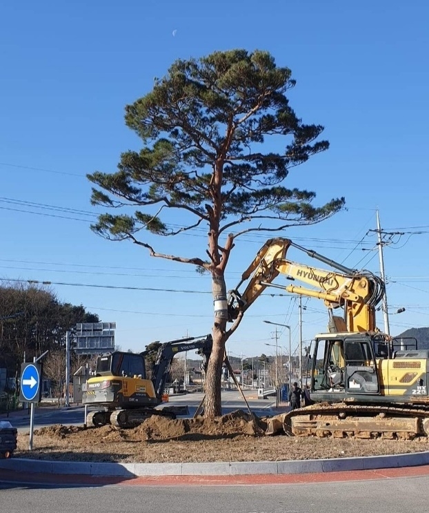 28일 전북 남원 주천면 내용궁마을병 한병완 이장이 주천면에 1억원 상당의 소나무를 기증해 화제다. 사진은 주천면 관문 장안회전교차로. /손중열 의원 제공