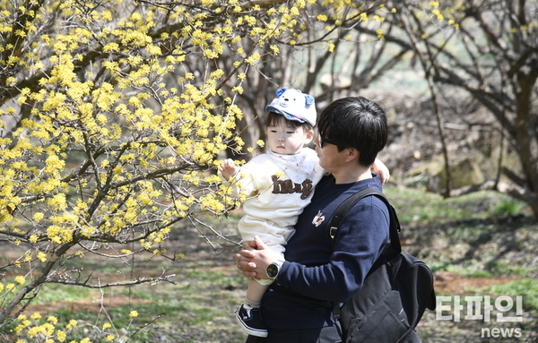 봄이 오면 남원은 꽃으로 물든다…산수유·벚꽃·철쭉 ‘꽃 릴레이’ 장관