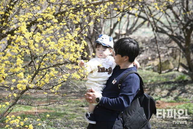 봄이 오면 남원은 꽃으로 물든다…산수유·벚꽃·철쭉 ‘꽃 릴레이’ 장관